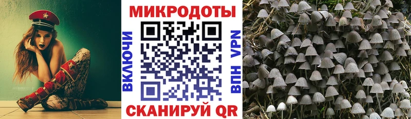 Галлюциногенные грибы Psilocybe Любим