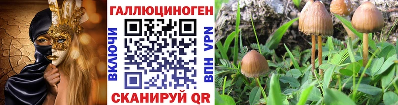 где купить наркотик Любим Псилоцибиновые грибы GOLDEN TEACHER